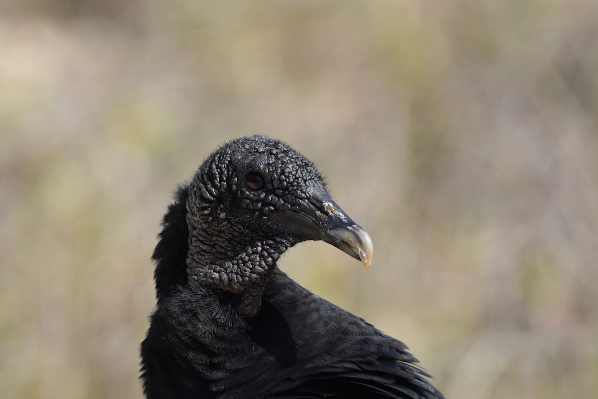 Black Vulture - ML614876132