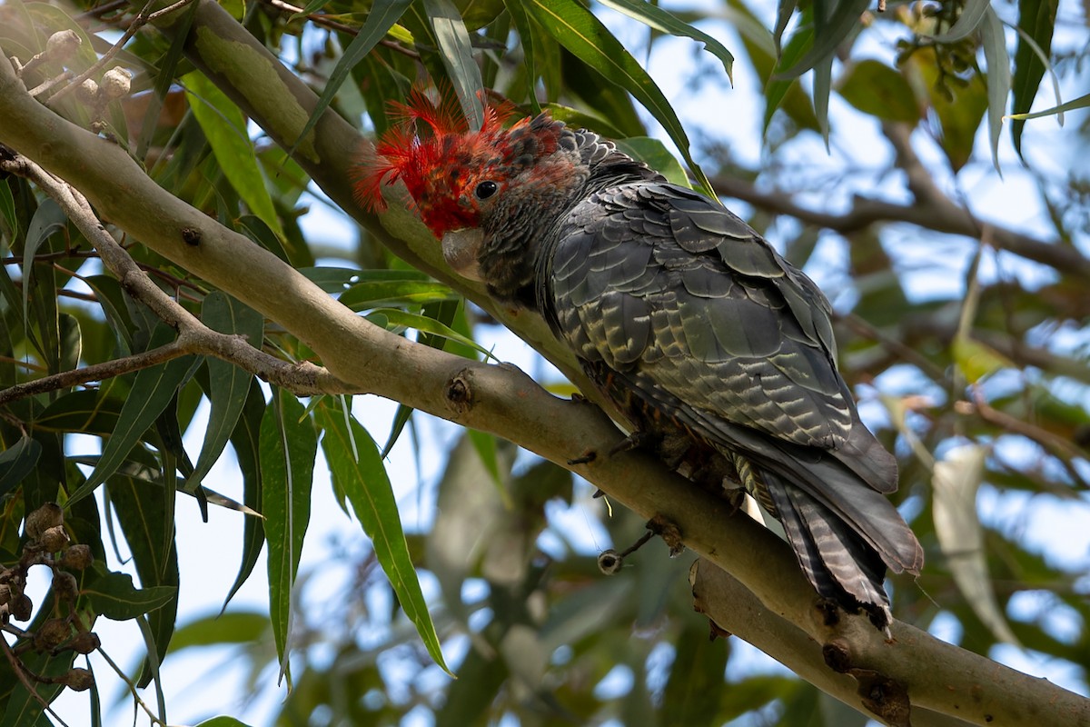 Gang-gang Cockatoo - ML614876225