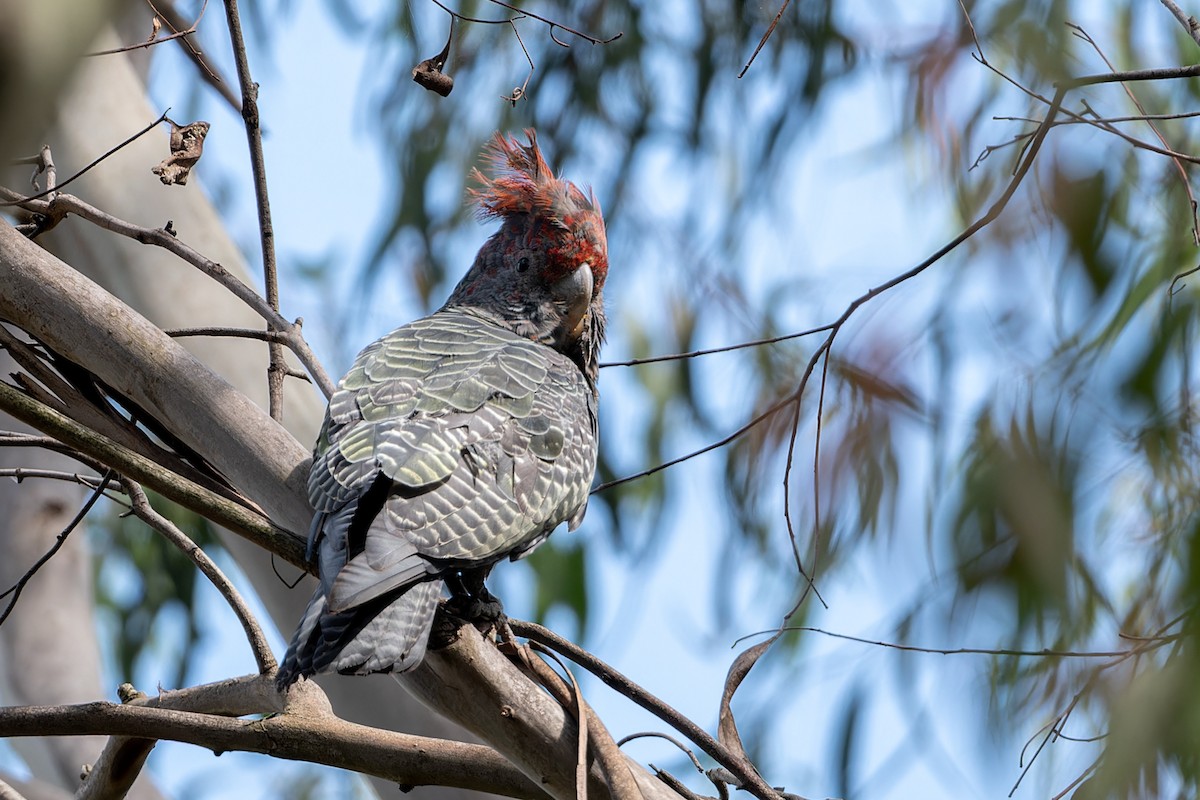 Gang-gang Cockatoo - ML614876226