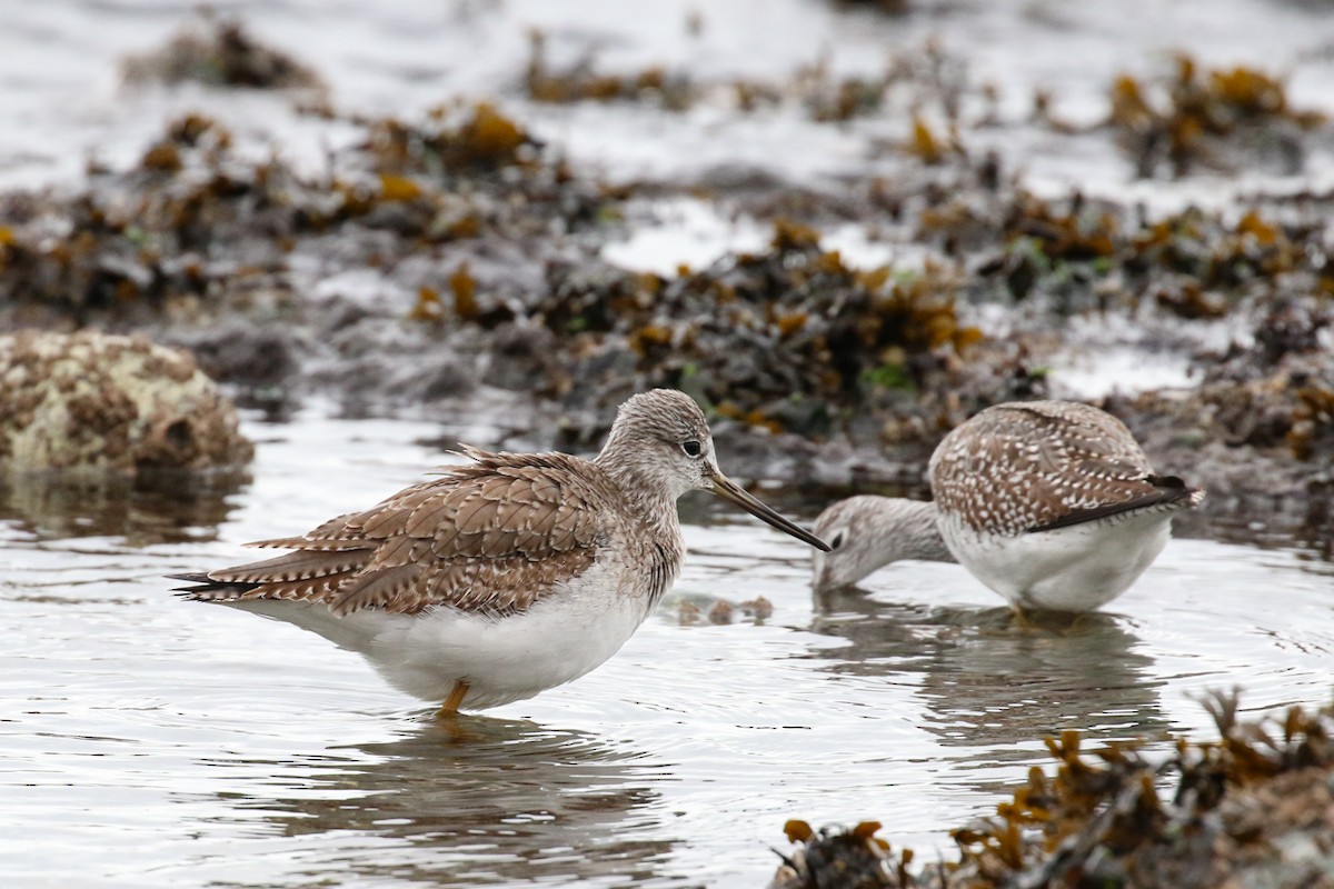 Greater Yellowlegs - ML614876227