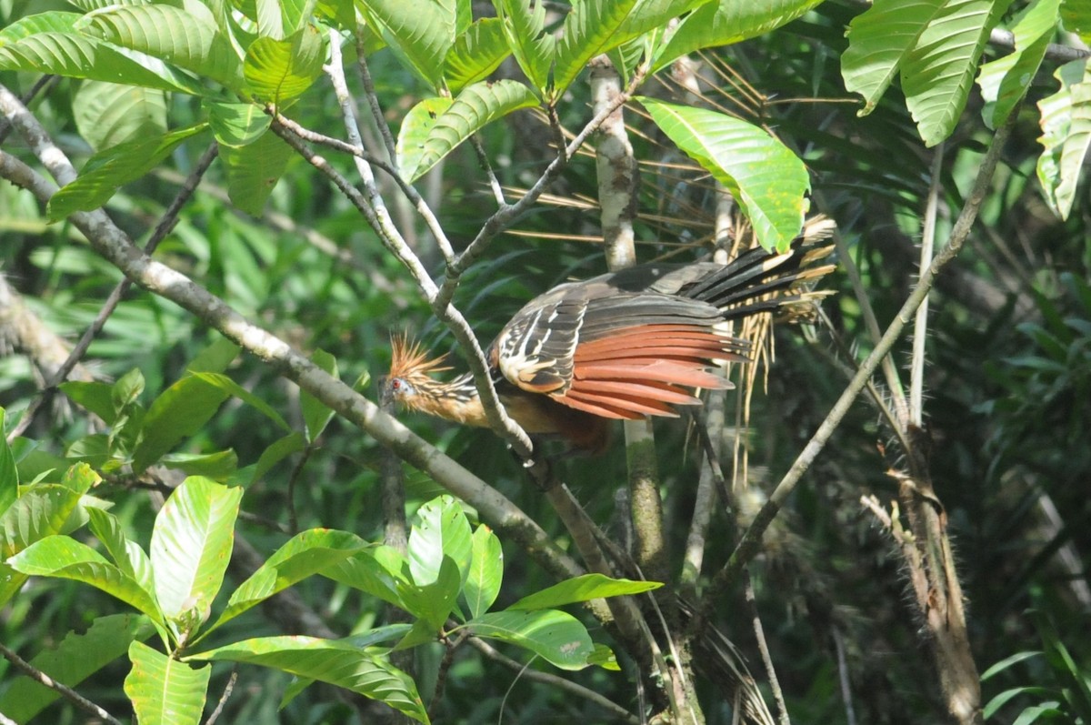 Hoatzin - ML614876254