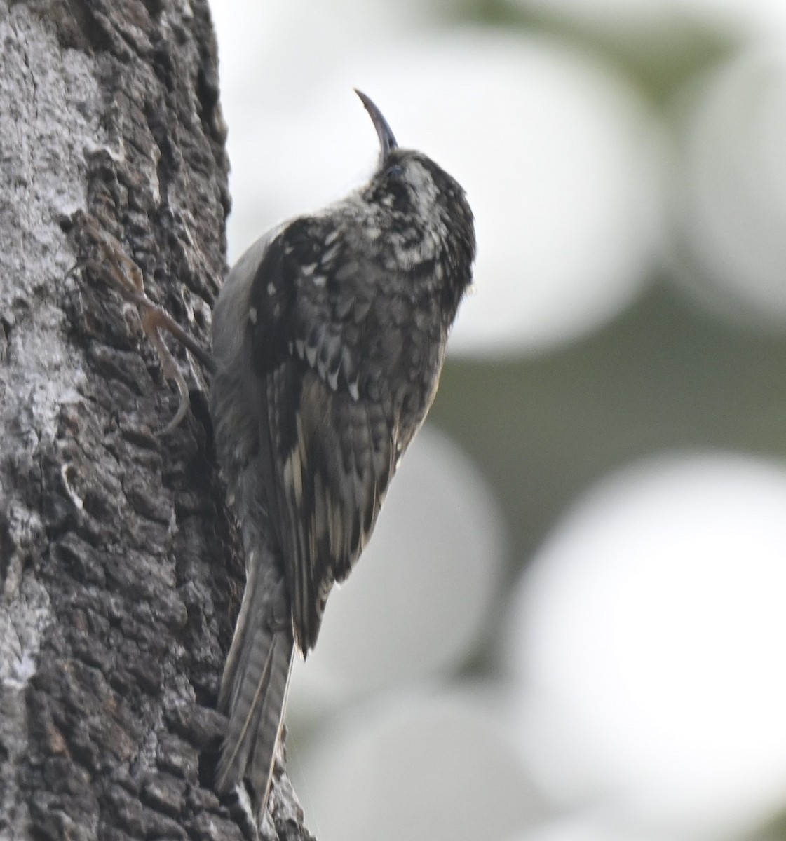 Bar-tailed Treecreeper - Gokulakrishnan G