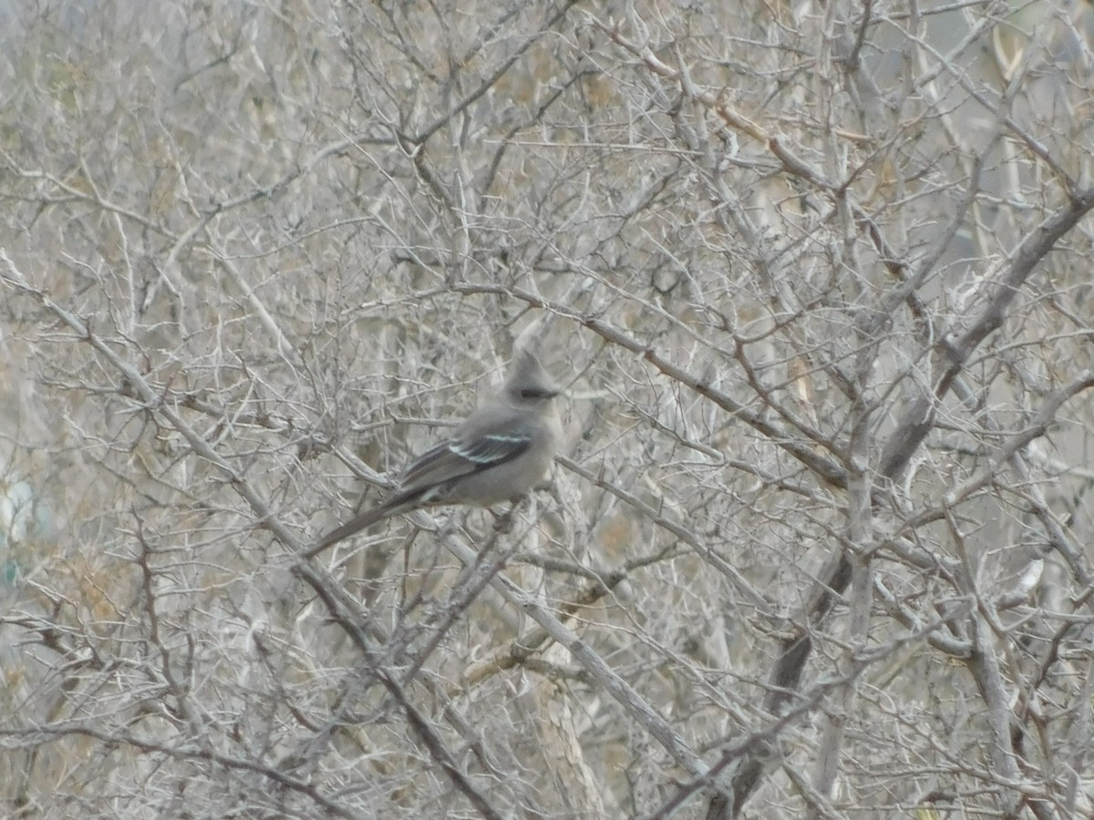 Phainopepla - ML614876332