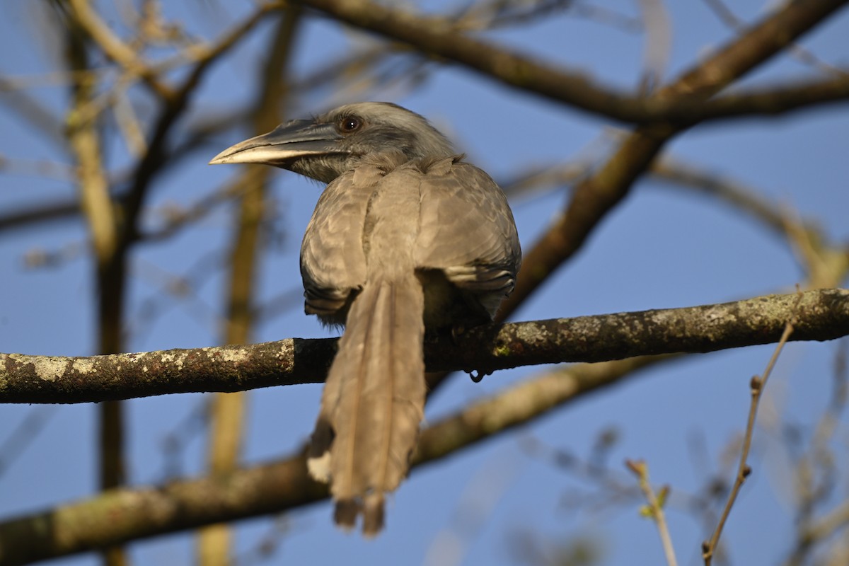 Indian Gray Hornbill - Gokulakrishnan G