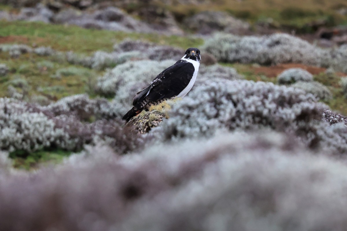 Augur Buzzard (Augur) - Jian-Long(建龍) WU(吳)