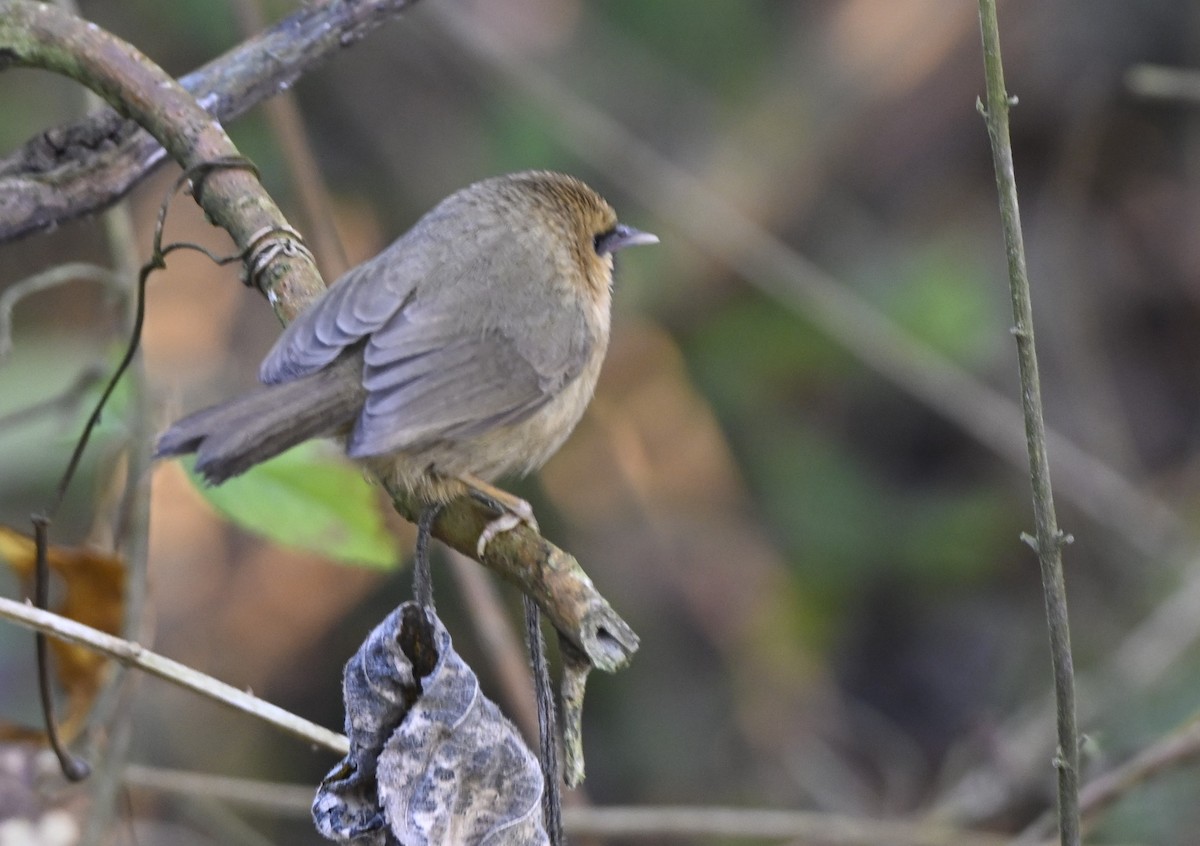Black-chinned Babbler - ML614876392