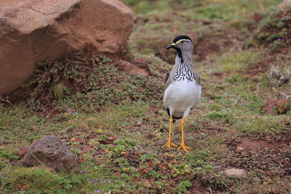 Spot-breasted Lapwing - Jian-Long(建龍) WU(吳)