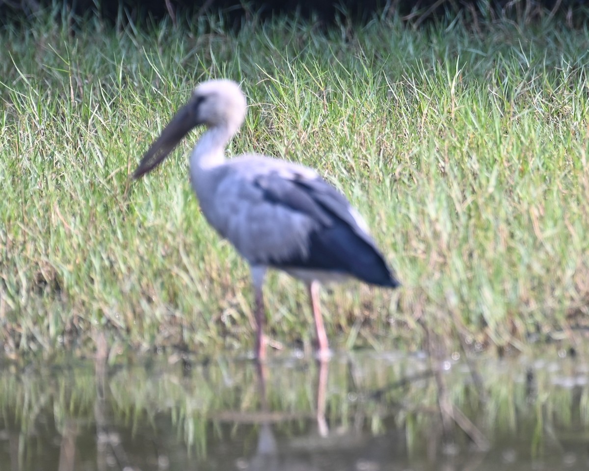 Asian Openbill - ML614876457