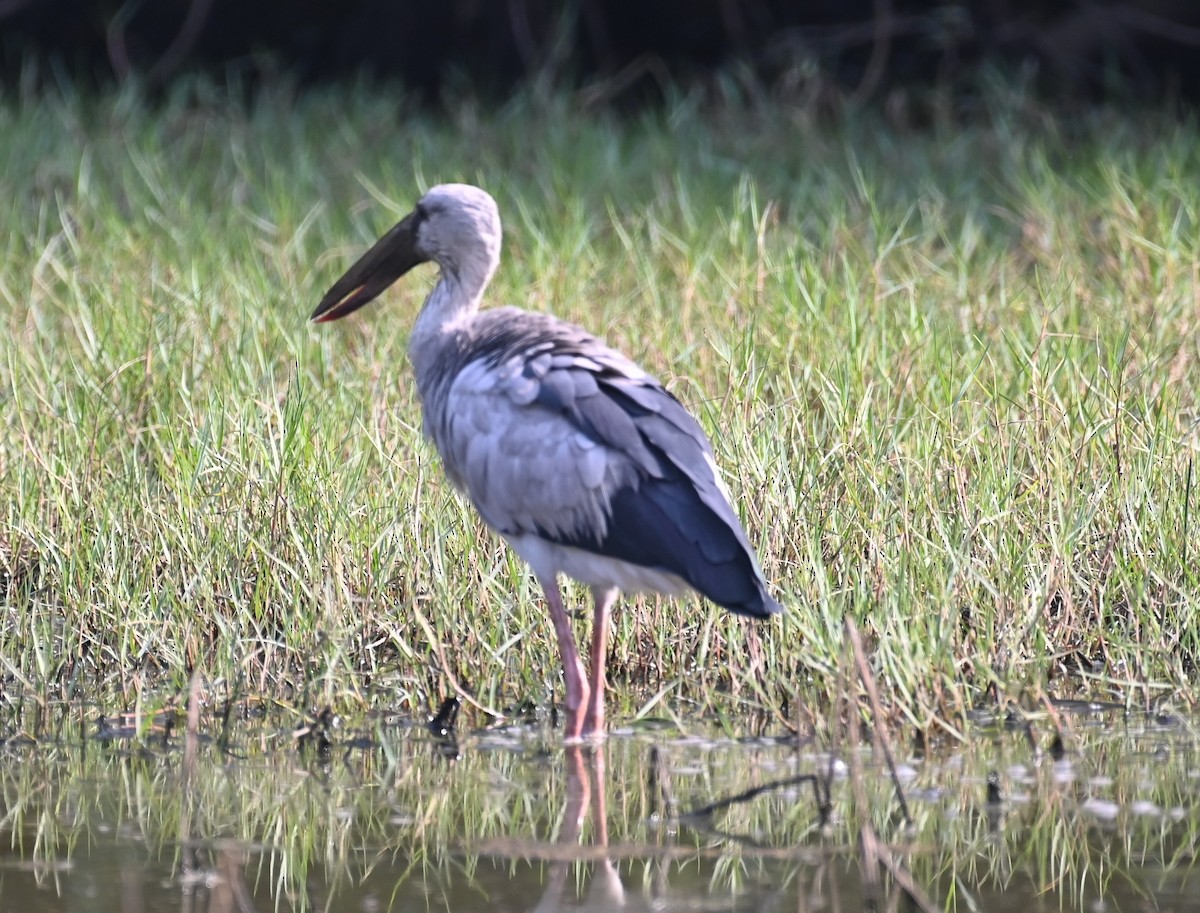 Asian Openbill - ML614876458