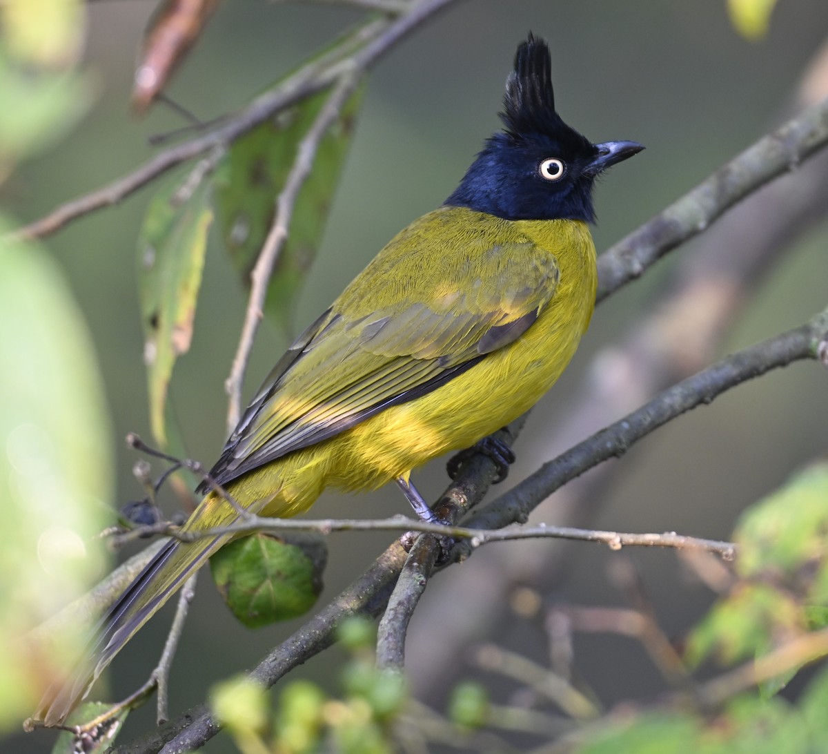 Black-crested Bulbul - ML614876469