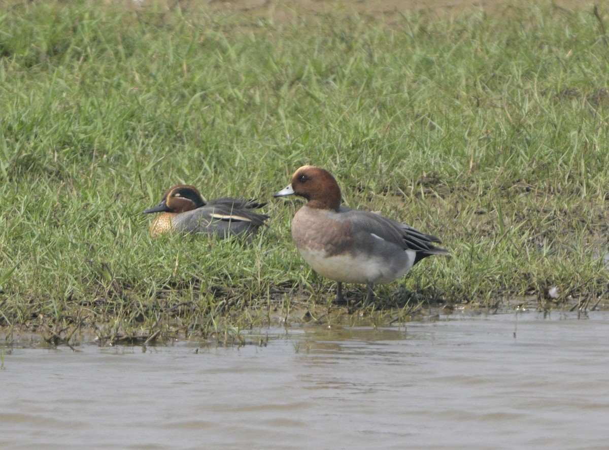 Eurasian Wigeon - ML614876529