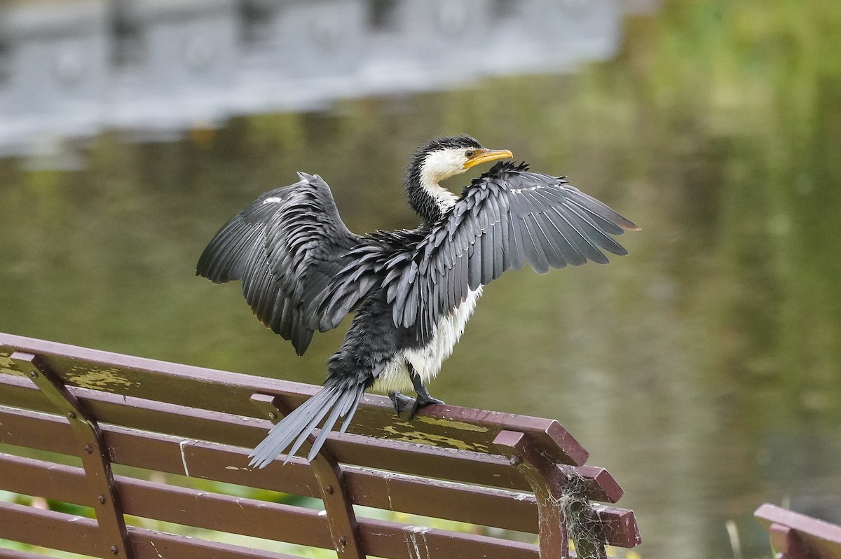 Cormorán Piquicorto - ML614876568