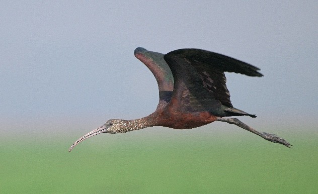 ibis hnědý - ML614876580