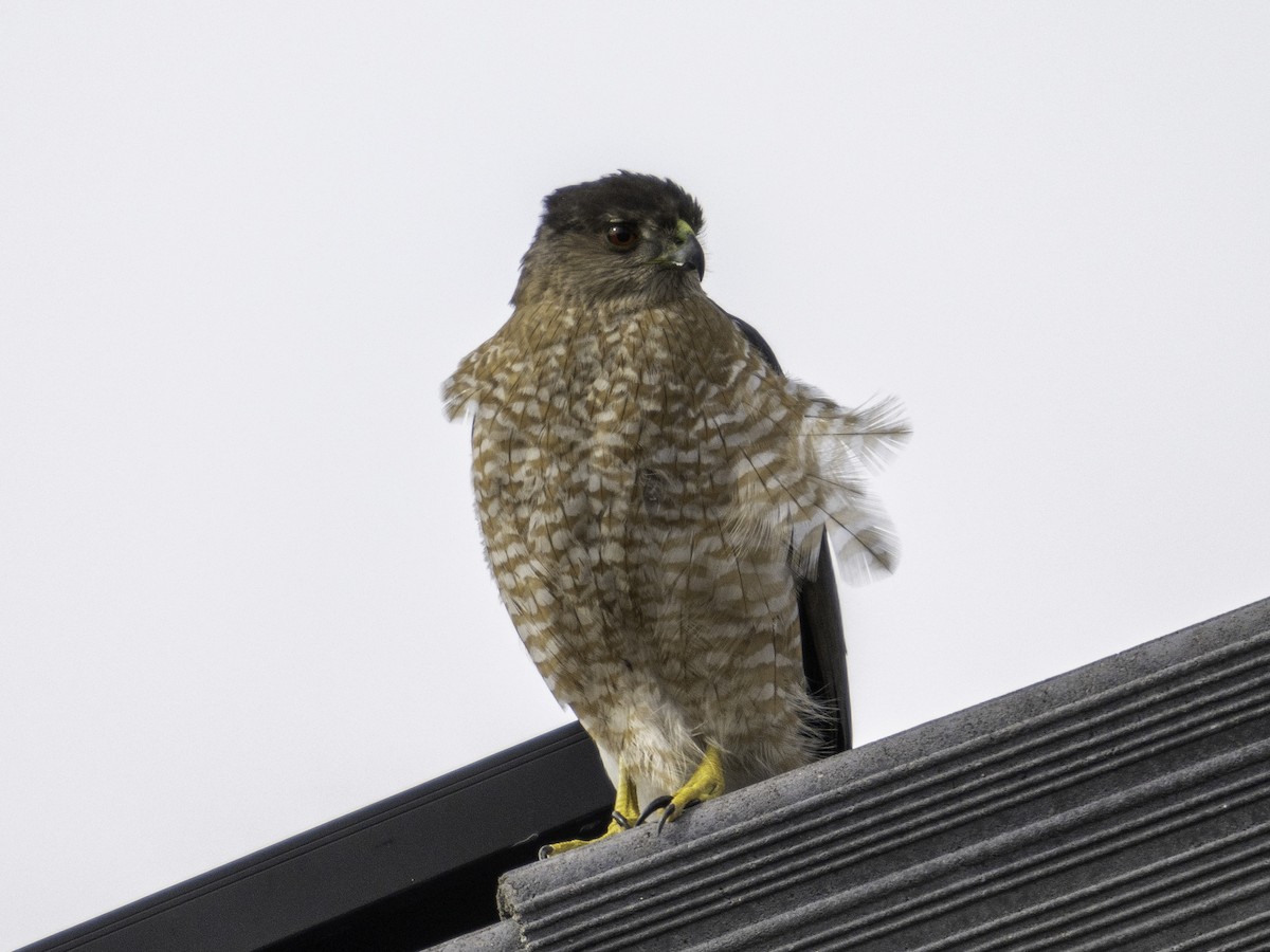 Cooper's Hawk - ML614876598