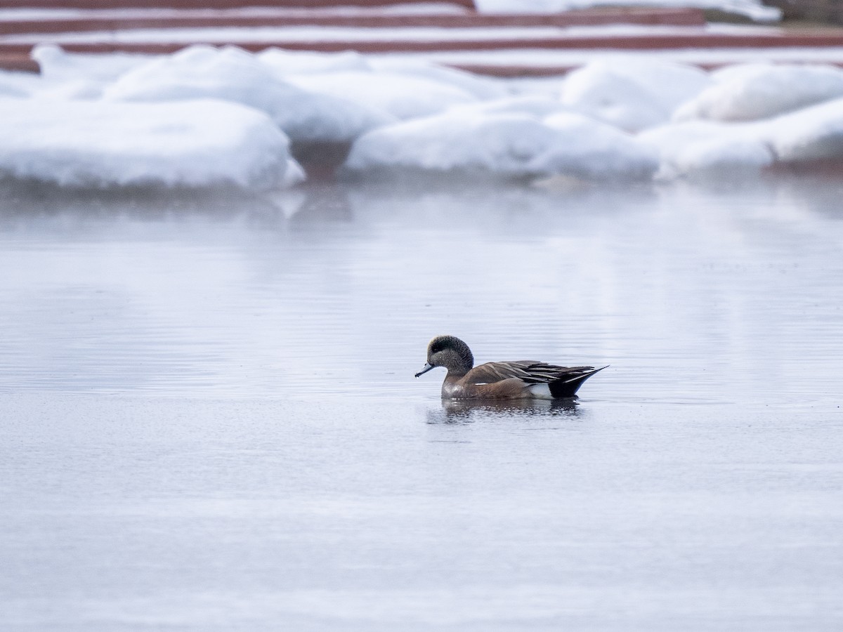 American Wigeon - Jus Pérez Martín