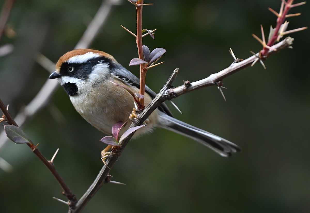 Black-throated Tit - ML614876656