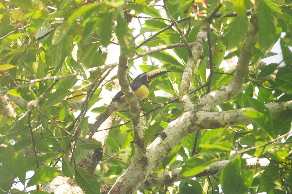 Lettered Aracari - ML614876670