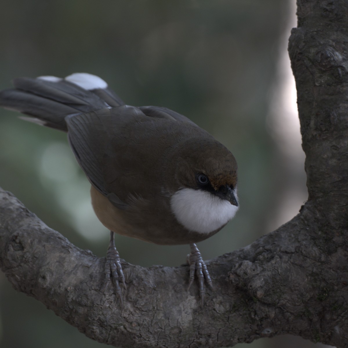 White-throated Laughingthrush - ML614876677