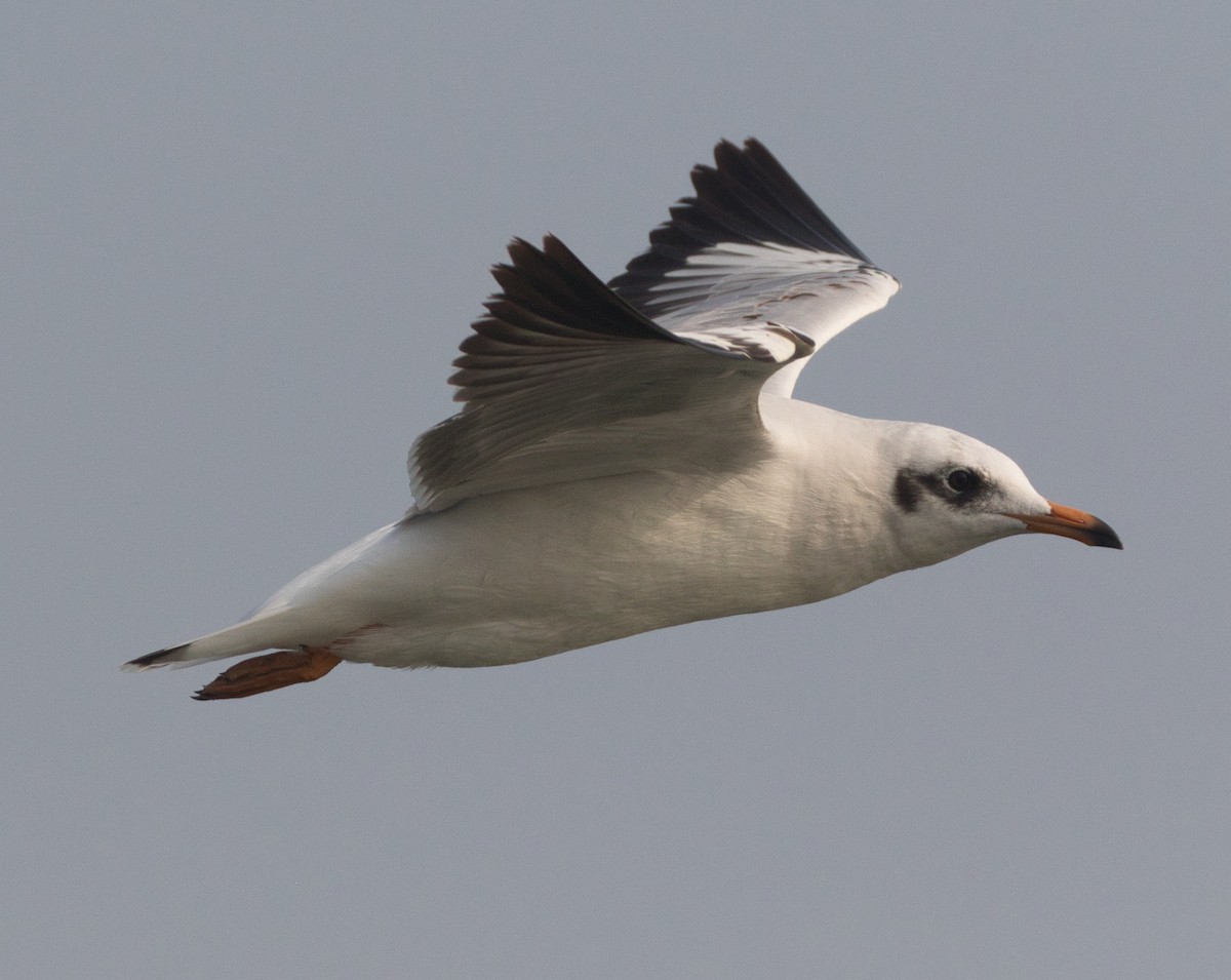 Brown-headed Gull - Nihar Rao