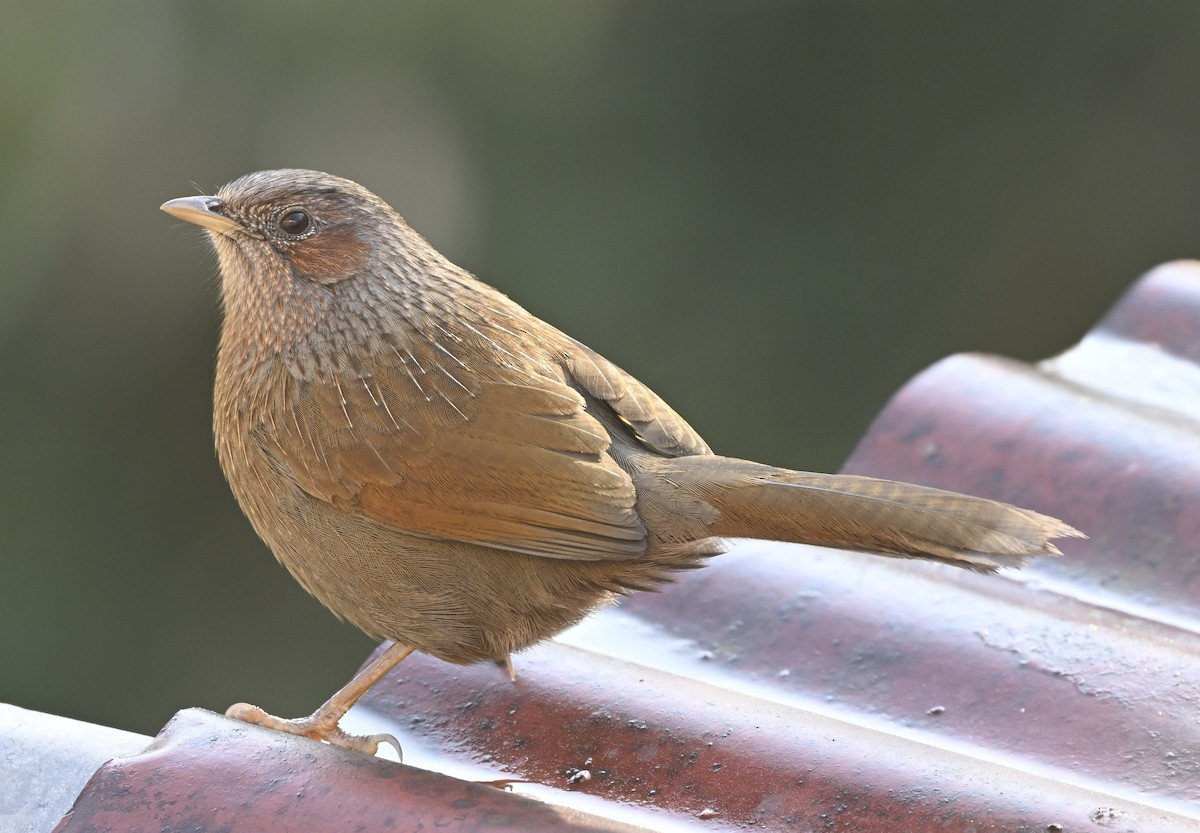 Streaked Laughingthrush - ML614876740