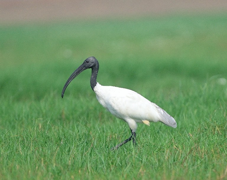 ibis černohlavý - ML614876748
