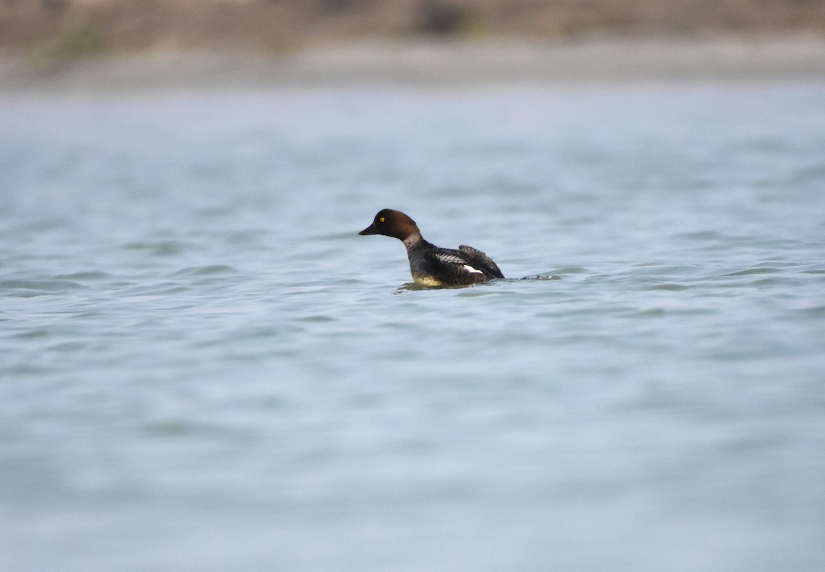 עבראש ירוק - ML614876778