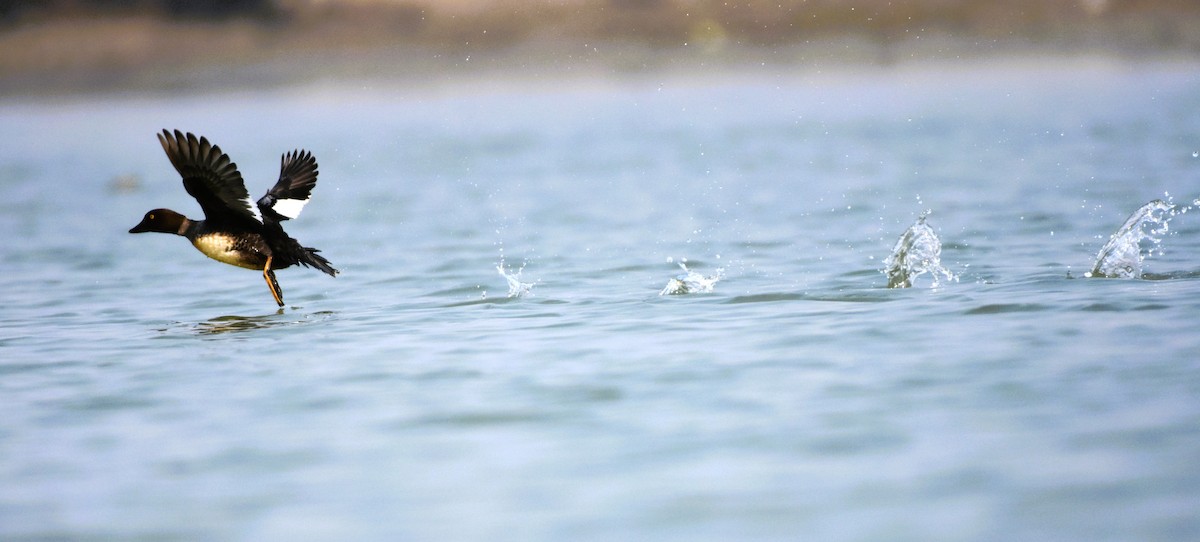 עבראש ירוק - ML614876779