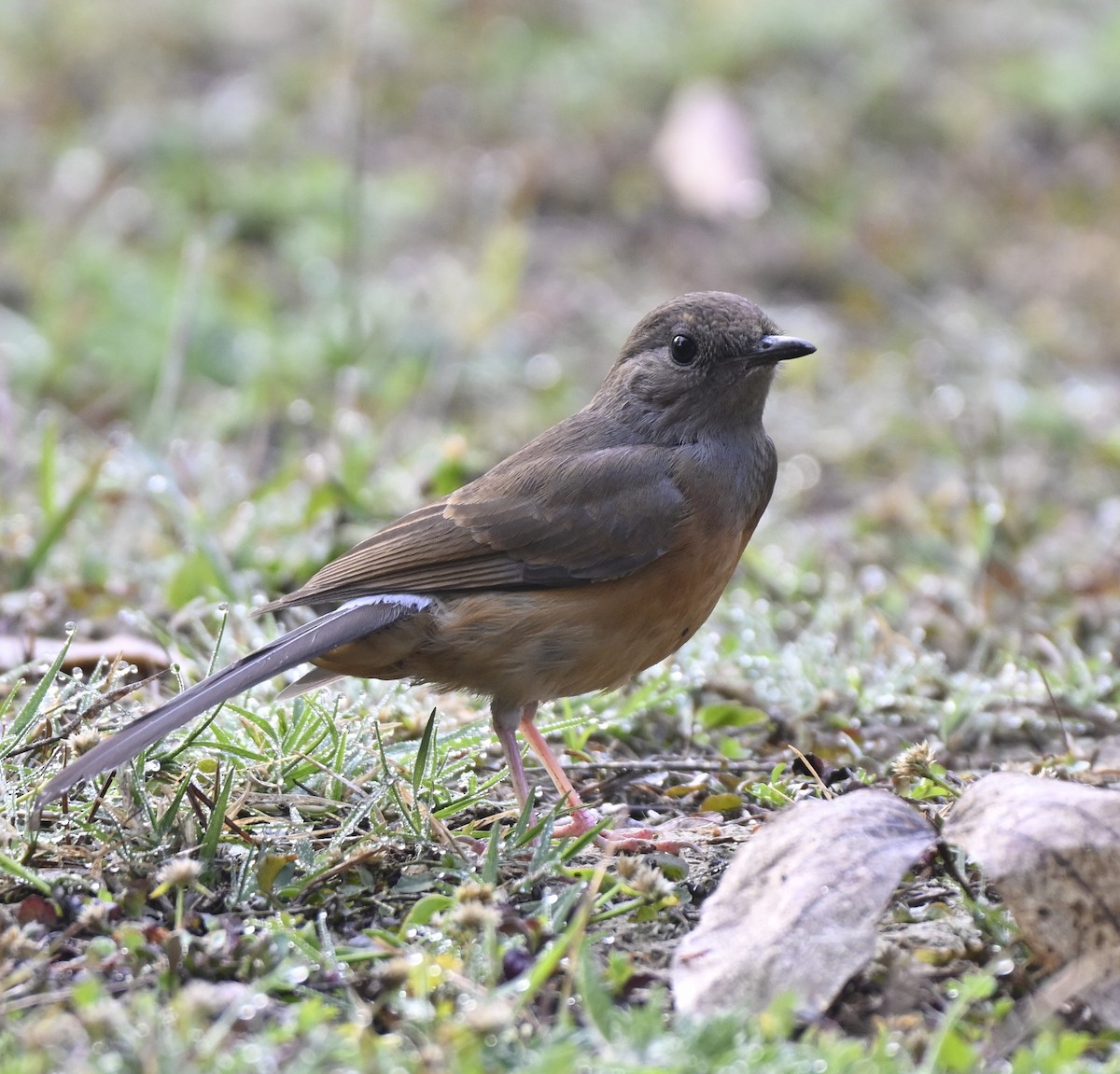 White-rumped Shama - ML614876854