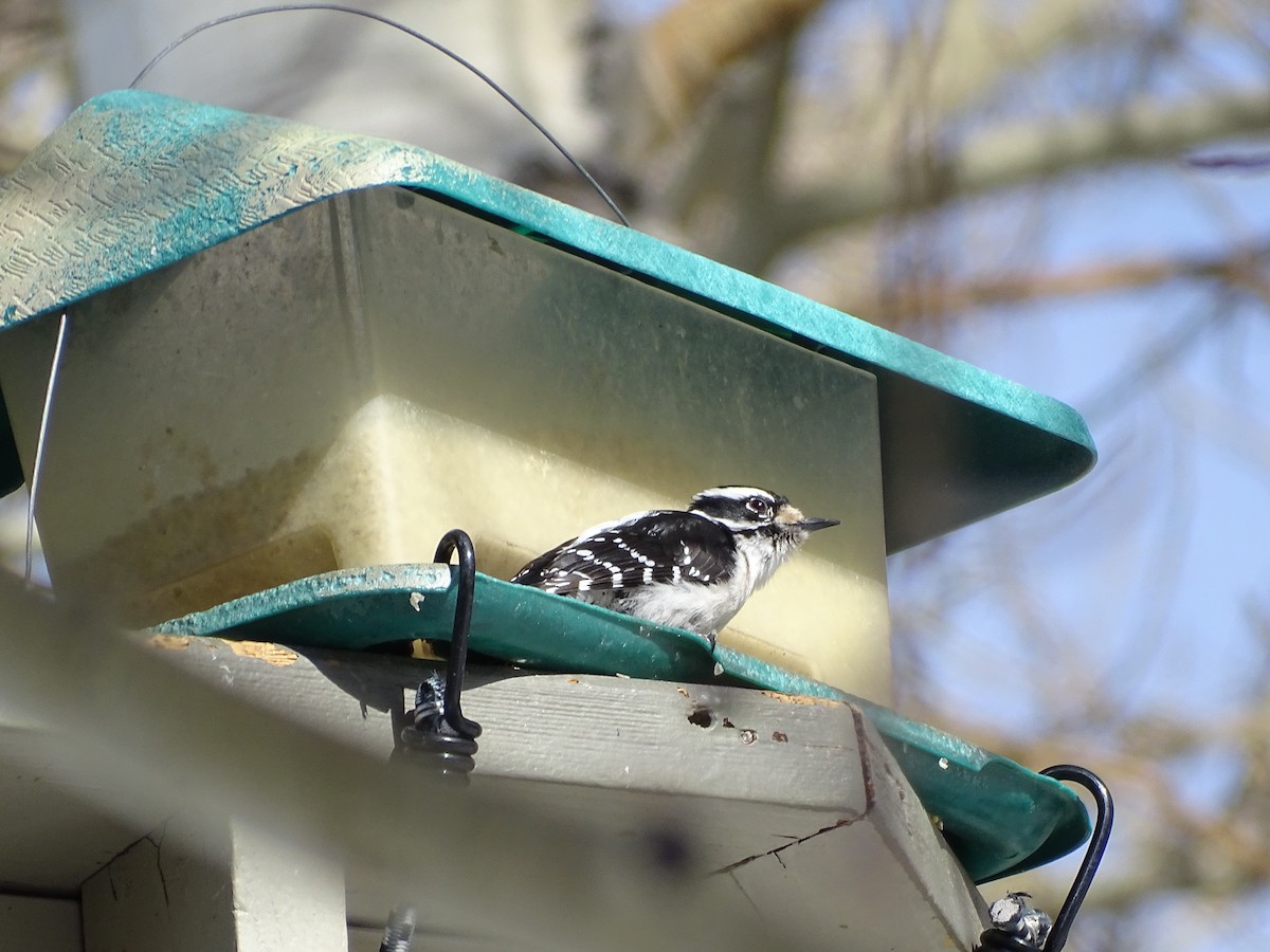 Downy Woodpecker - Rosie Howard