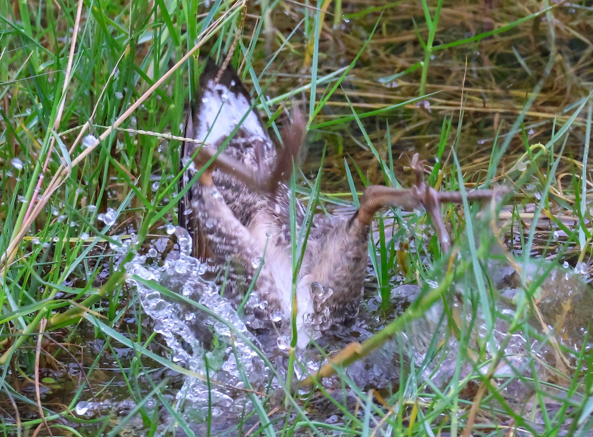 Clapper Rail - ML614877050