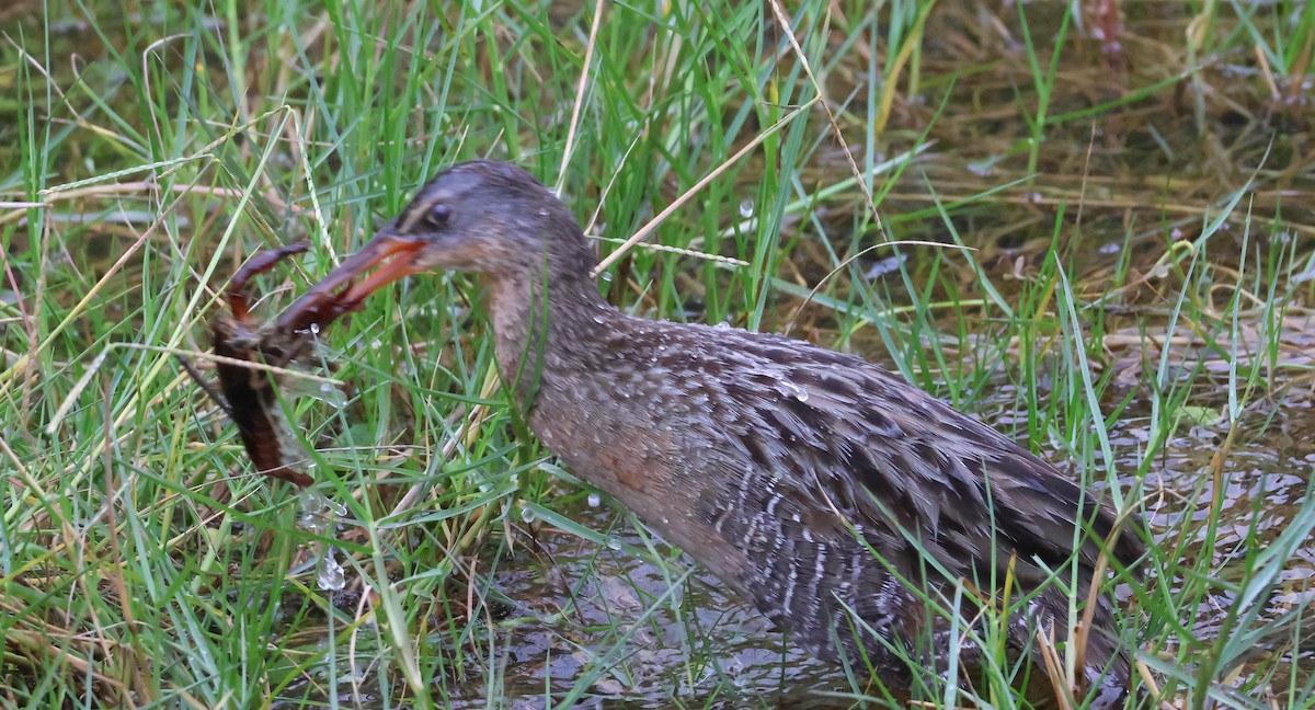 Clapper Rail - ML614877052