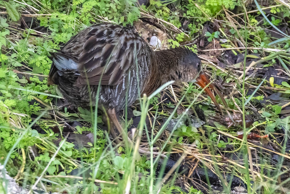 Clapper Rail - ML614877053