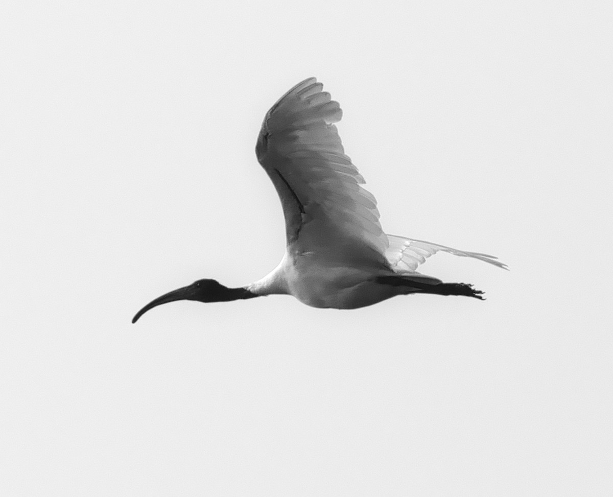 ibis černohlavý - ML614877121