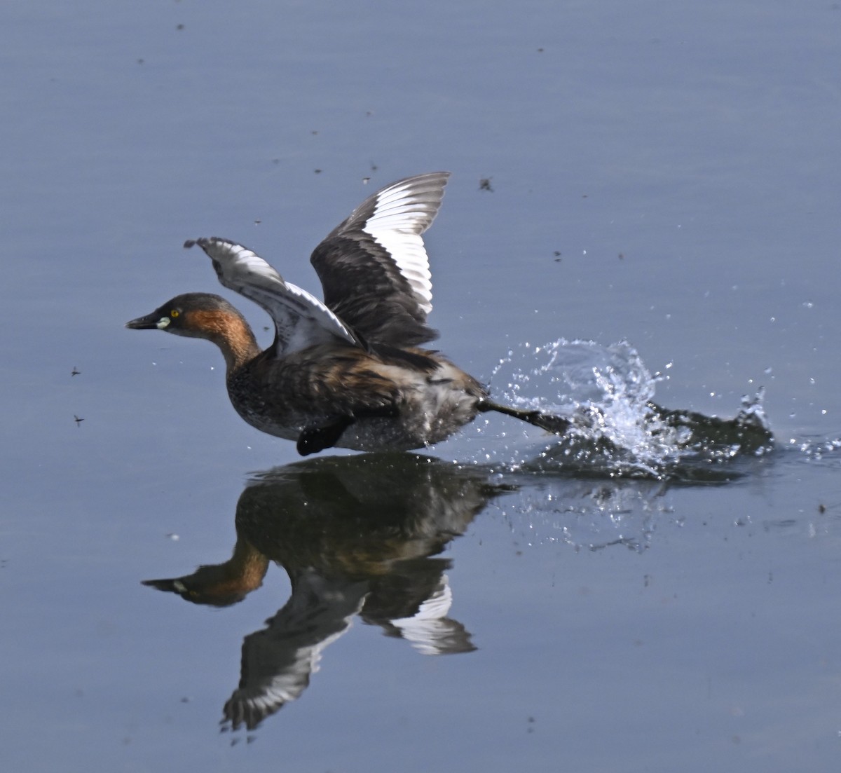 Хурган шунгуур - ML614877150