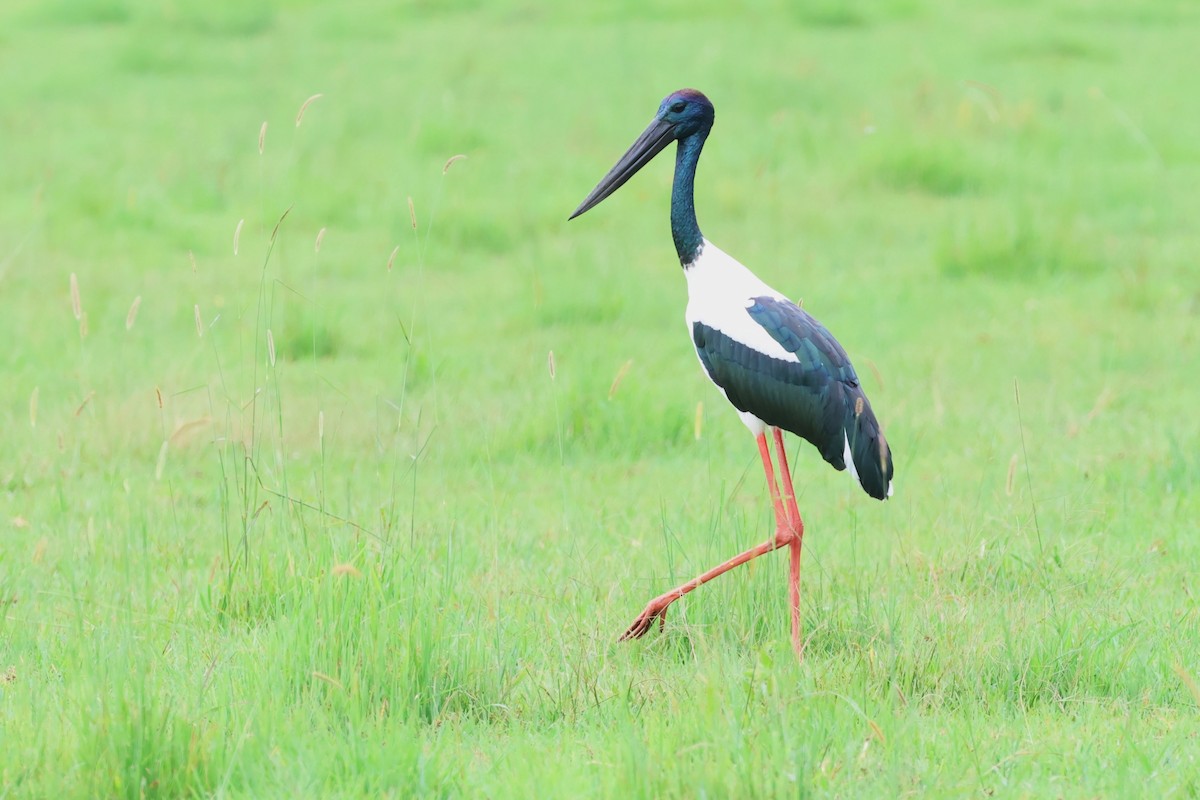Black-necked Stork - ML614877216
