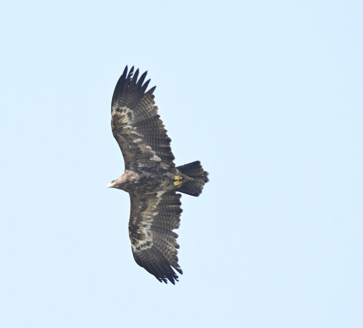 Steppe Eagle - ML614877221