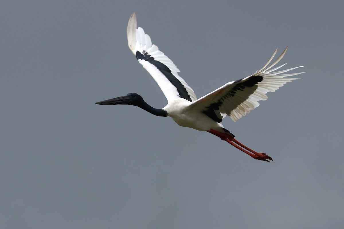 Black-necked Stork - ML614877282