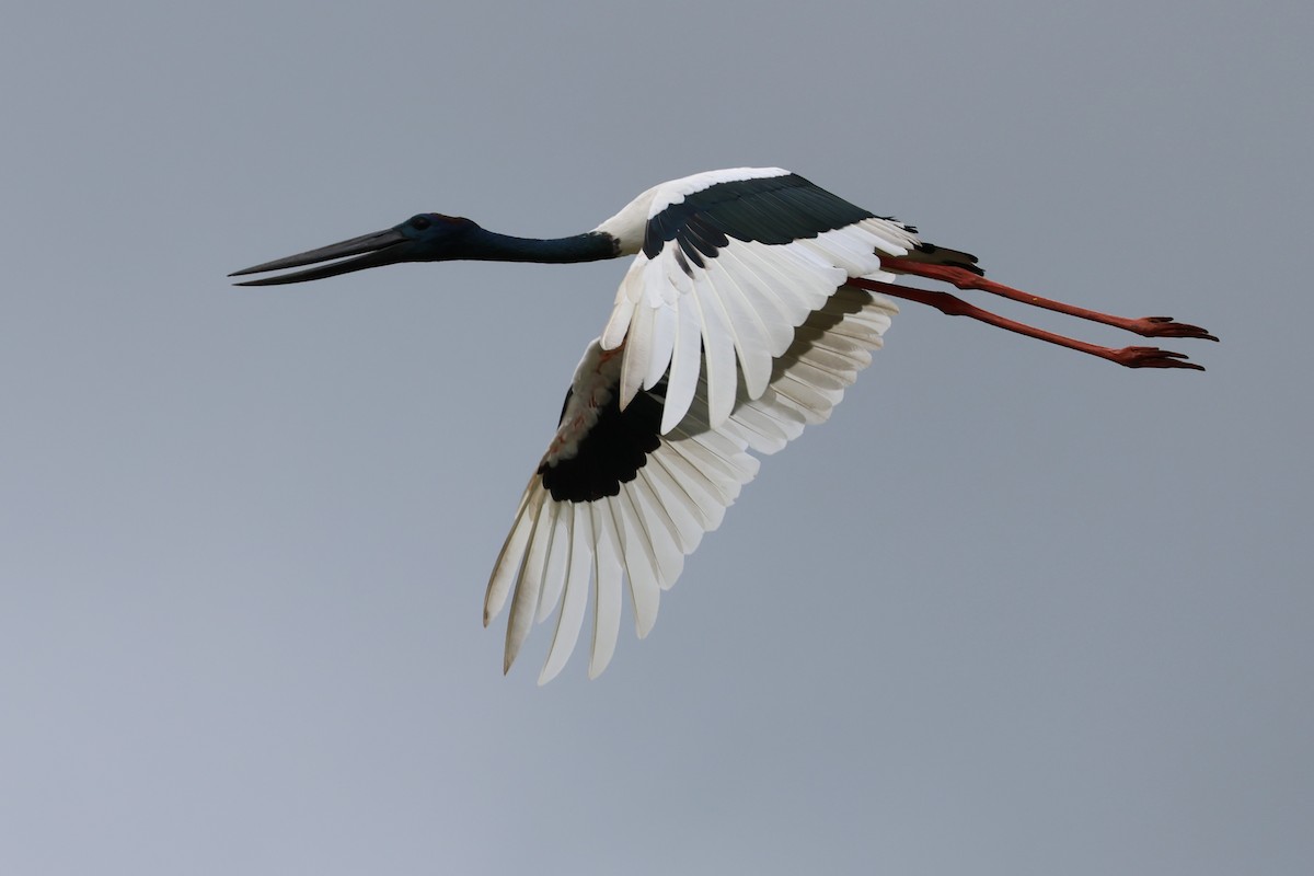 Black-necked Stork - ML614877284