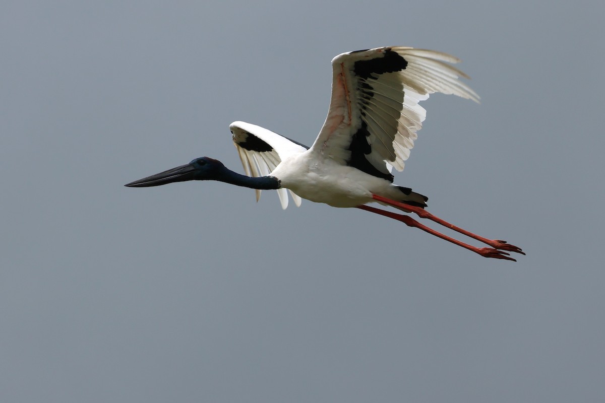 Black-necked Stork - ML614877285