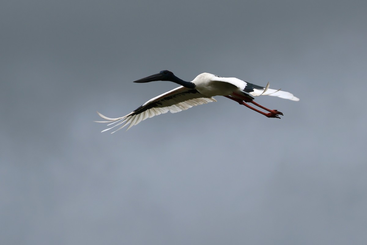 Black-necked Stork - ML614877286