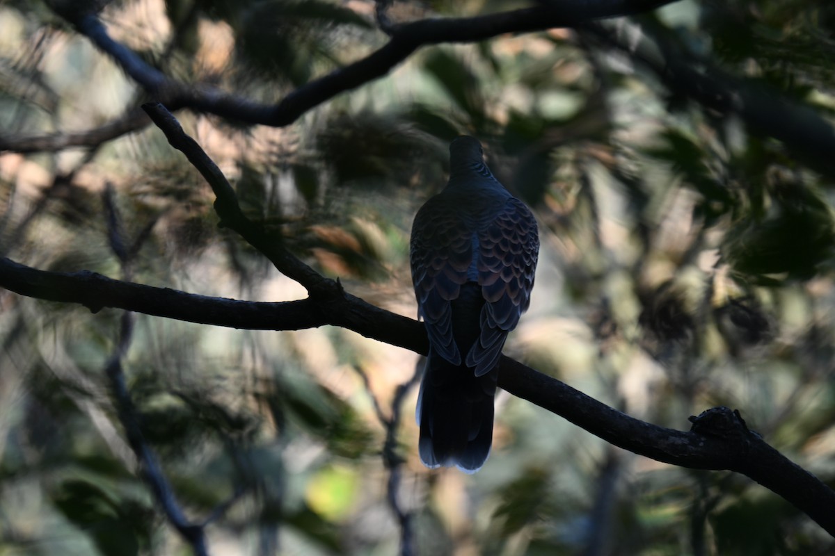 Oriental Turtle-Dove - ML614877322