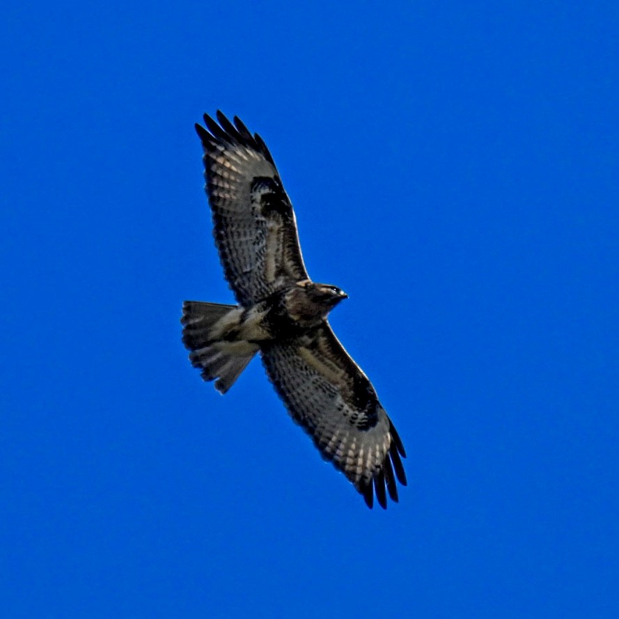 Eastern Buzzard - ML614877327