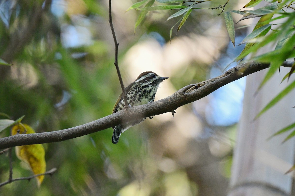 Speckled Piculet - ML614877340