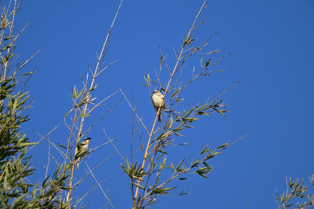 Light-vented Bulbul - ML614877345