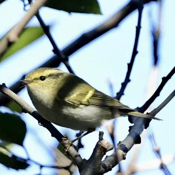 Mosquitero de Pallas - ML614877352