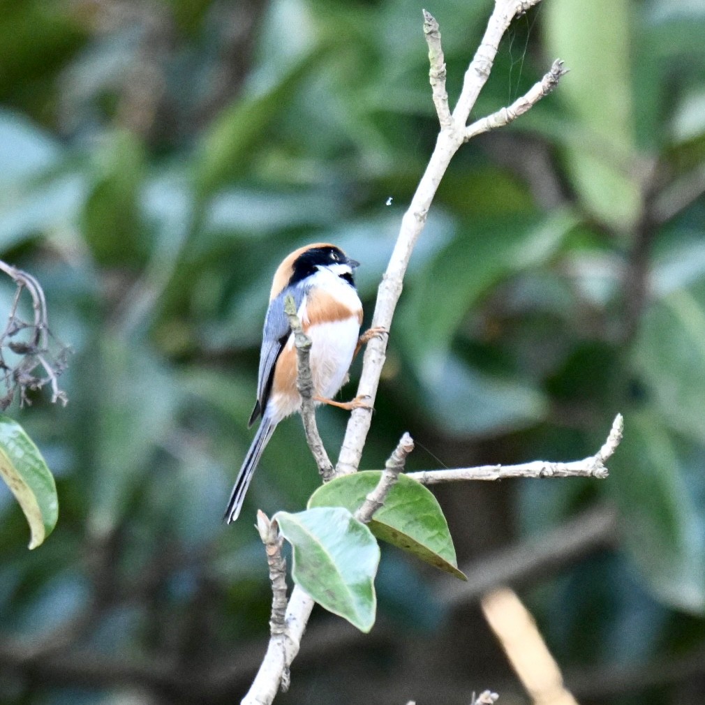 Black-throated Tit - ML614877361