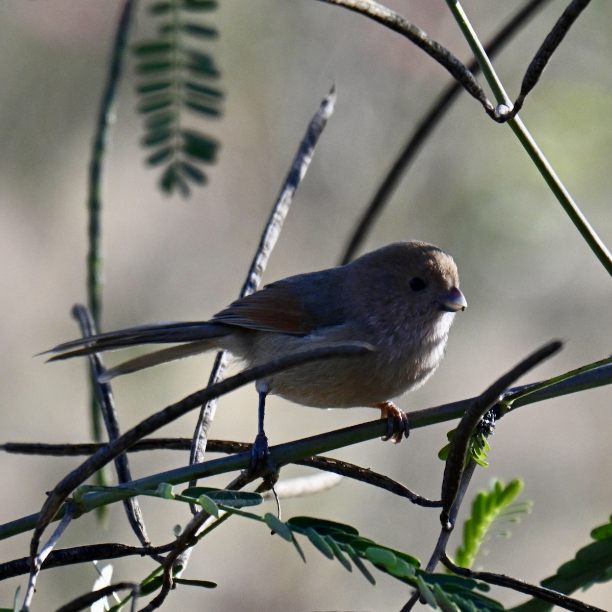 Vinous-throated Parrotbill - ML614877368