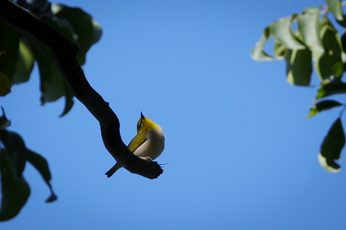 Swinhoe's White-eye - ML614877369