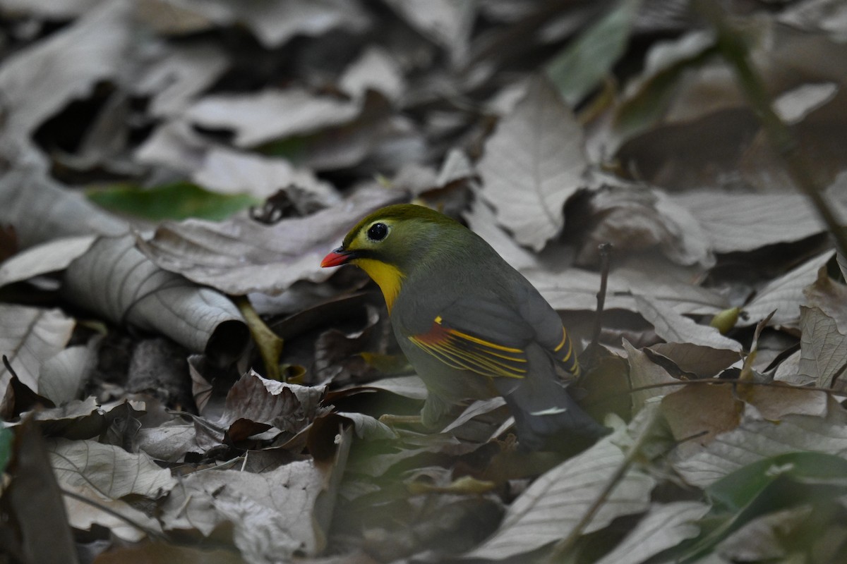 Red-billed Leiothrix - ML614877378