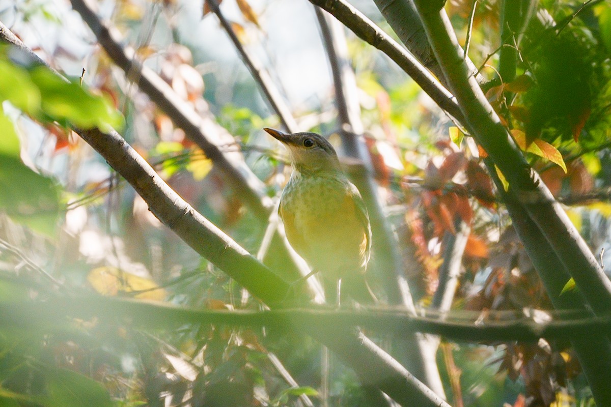 Gray-backed Thrush - ML614877379